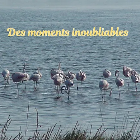 فيلة Superbe 5 Etoiles Presqu'ile De Giens La Madrague Rita La D'or Vue Piscine Hyères